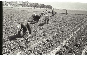 braceros