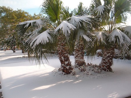 La nieve llega a Florida y azota a otros estados del sur de EE.UU.