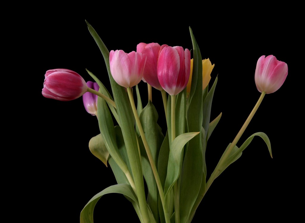Las flores, favoritas en San Valentín, también pasan por rigurosa revisión