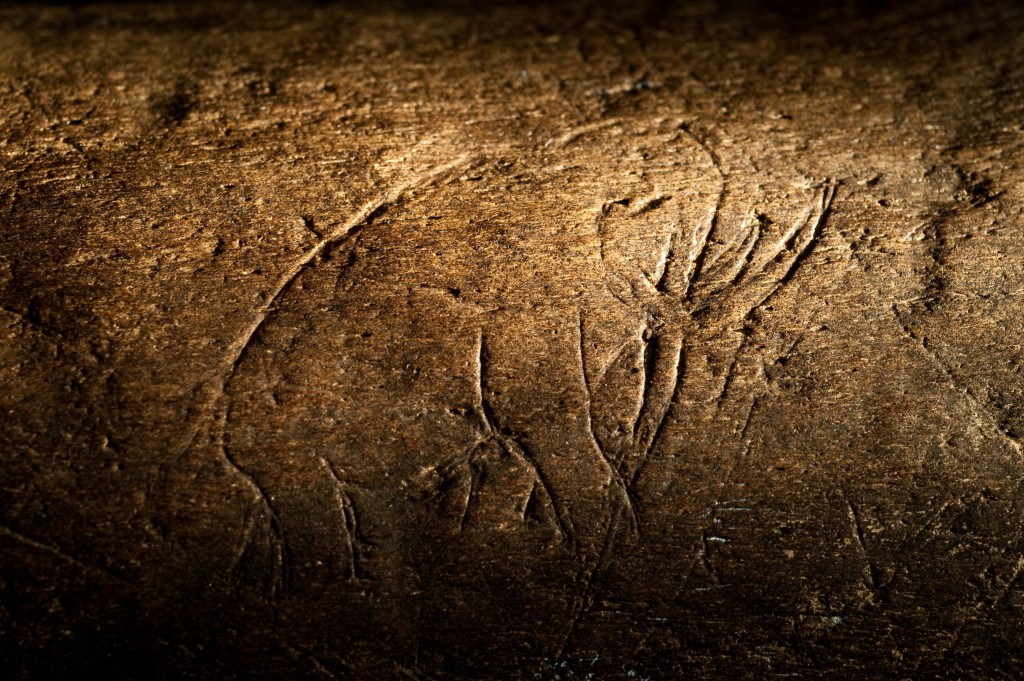 Talla de fósil hallado en Florida puede tener unos 13.000 años de antigüedad