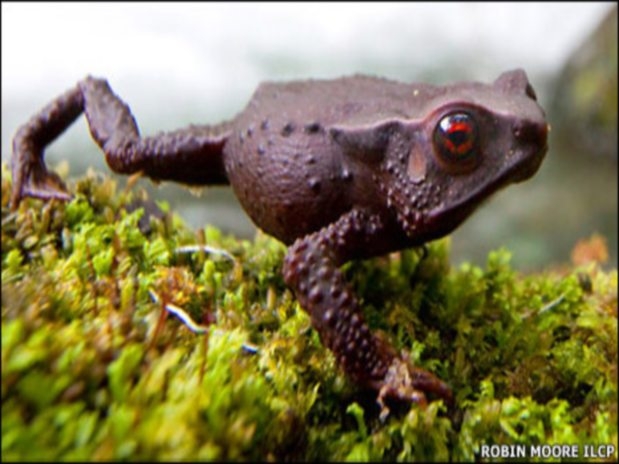 Colombia: encuentran a la rana “rubí” y otras dos nuevas especies