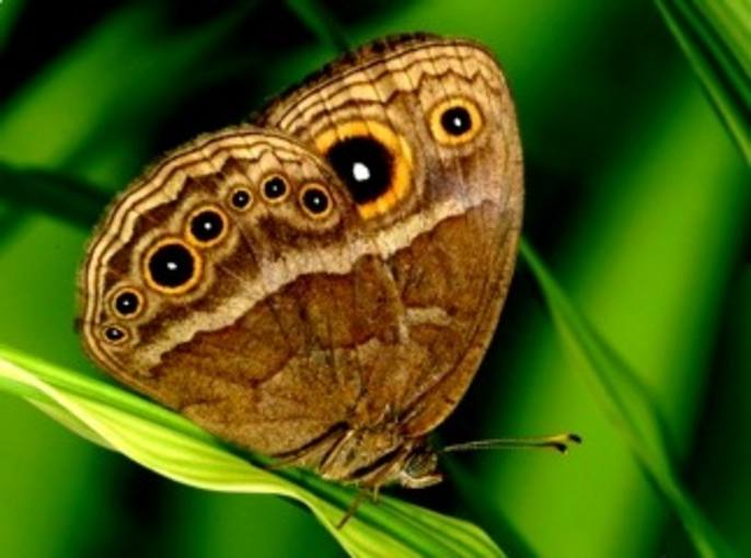El complejo sexo de las mariposas africanas
