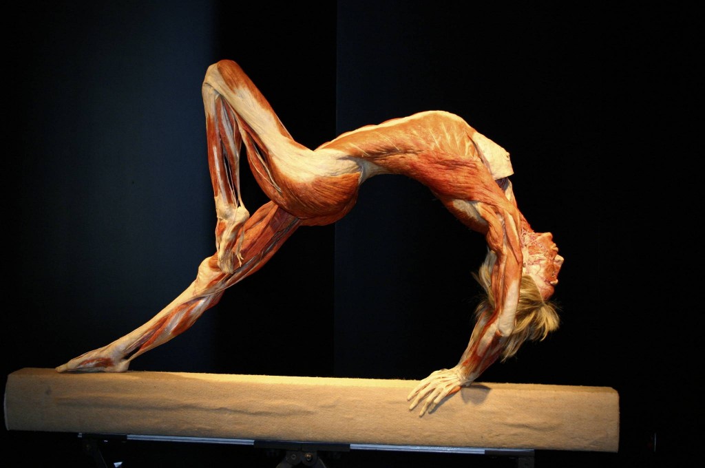 “Body Worlds & The Brain”, una exhibición real del cuerpo y el cerebro humano
