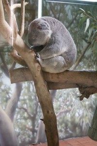KOALA BUENA