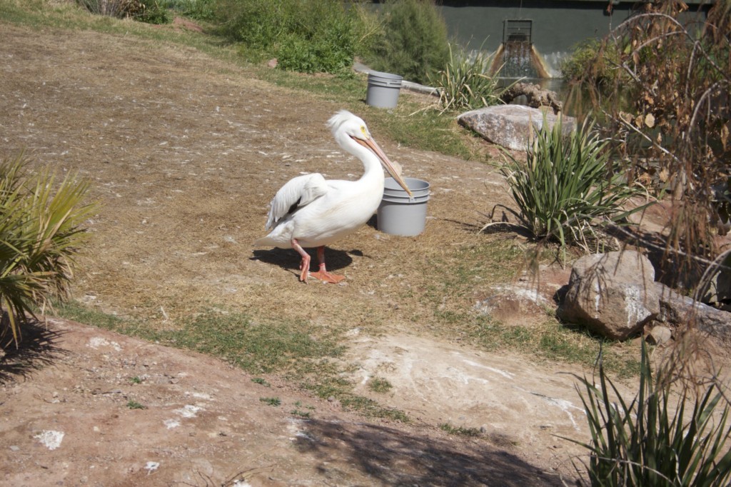 Phoenix Zoo, diversión y educación a favor de la conservación de las especies