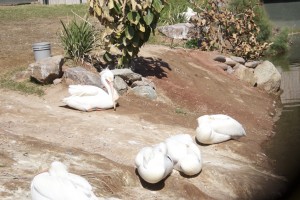 PELICANOS