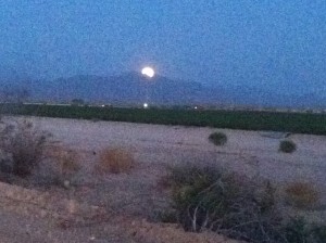 Luna Buckeye