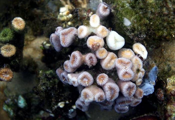 Latinoamérica necesita doblar esfuerzos para preservar su riqueza ambiental