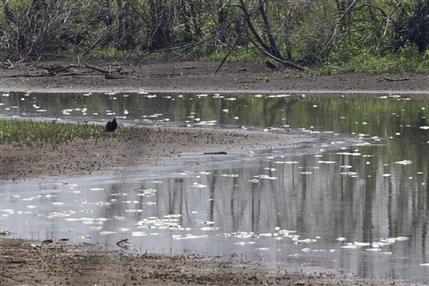 Miles de peces mueren en ríos por sequía