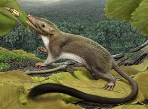 Una catastrófica colisión cósmica hace 66 millones de años, cuando un cometa o asteroide se impactó en el Golfo de México parece haber puesto fin al reinado de los dinosaurios. Y abrió paso a la era de los mamíferos que probablemente inició con una graciosa criatura similar a una ardilla y con el tiempo llegó al surgimiento de los seres humanos, reportaron los investigadores (AP)