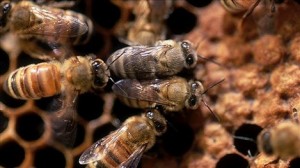 Los ataques de abeja aumenta por lo general en primavera, hay que recordar que la mejor manera de evitar la picadura de estos insectos es no molestándolos ya que las abejas solo atacan si se sienten amenazadas. En caso se que un enjambre amenace su vida la mejor manera de protegerse es buscar un lugar para refugiarse y proteger su cabeza.