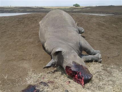 Cazadores furtivos matan rinoceronte en Kenia
