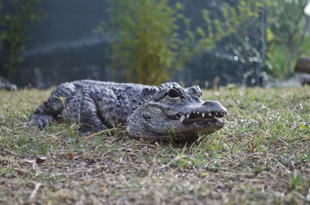 Phoenix Zoo adquiere animales del zoológico de Las Vegas