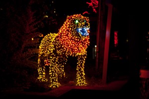 Más de 700 esculturas iluminadas, exclusivas del Phoenix Zoo, adornaran los arboles , arbustos y jardines del zoológico lanzando sus destellos en los lugares menos esperados, para transformar la vida salvaje del zoológico, en noches de inolvidable atmósfera festiva de este santuario animal.