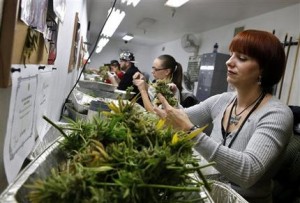 La empleada Lara Herzog separa hojas de marihuana de las plantas para empacarlas y venderlas en el dispensario de marihuana Medicine Man que será abierto para la venta al consumidor a comienzos de 2014 en Denver en una fotografía del 27 de diciembre de 2013. Colorado hace los últimos preparativos para vender marihuana con fines recreativos a partir del 1 de enero de 2014. (Foto AP/Brennan Linsley) 