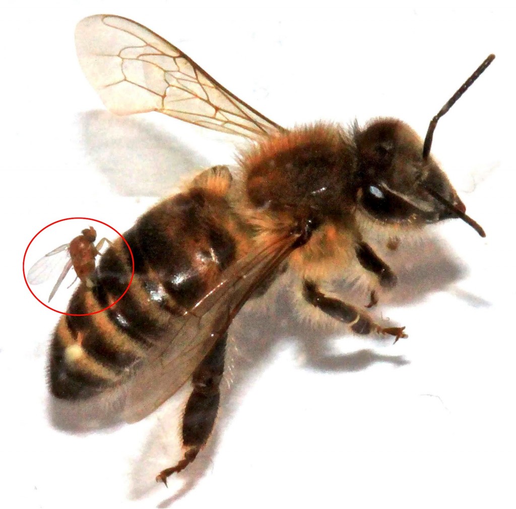 Abejas “zombis” llegan a Vermont