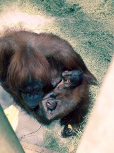 Phoenix Zoo contribuye a los esfuerzos de conservación del orangután de Borneo por medio de su Programa de Conservación y Subvenciones Científicas. Trabaja específicamente con HUTAN para prestar asistencia a los esfuerzos de reforestación de las áreas protegidas para los orangutanes. Foto: Phoenix Zoo.