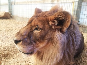 Once animales exóticos, entre ellos leones africanos y otros grandes carnívoros, fueron transferidos de México a The Wild Animal Sanctuary en Colorado, después de que los animales fueran confiscados de situaciones ilegales o de maltrato.