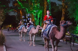 La Noche de Reyes a celebrarse el próximo domingo 4 de diciembre en el Phoenix Zoo, tendrá por supuesto como visitantes de lujo a los tres Reyes Magos, Melchior, Gaspar y Balthazar, en un evento que celebra esta hermosa tradición y donde los niños y sus familias podrán disfrutar de actividades y tomarse fotos con los Reyes. Foto: Phoenix Zoo 