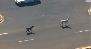 Las redes sociales respondieron rápidamente llenándose de jocosos comentarios y situando como "trending topic" la etiqueta en inglés "llamas a la fuga".