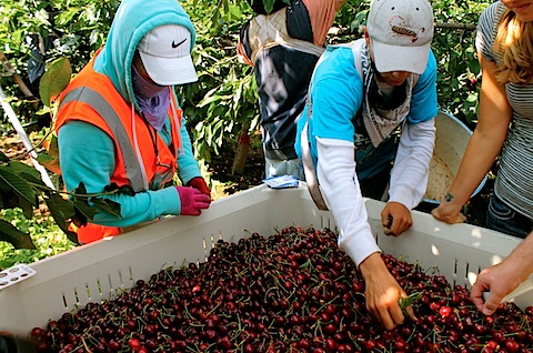 Falla informática atrapa a cientos de recolectores de fruta mexicanos en cruce fronterizo San Diego-Tijuana