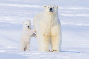 Oso Polar
