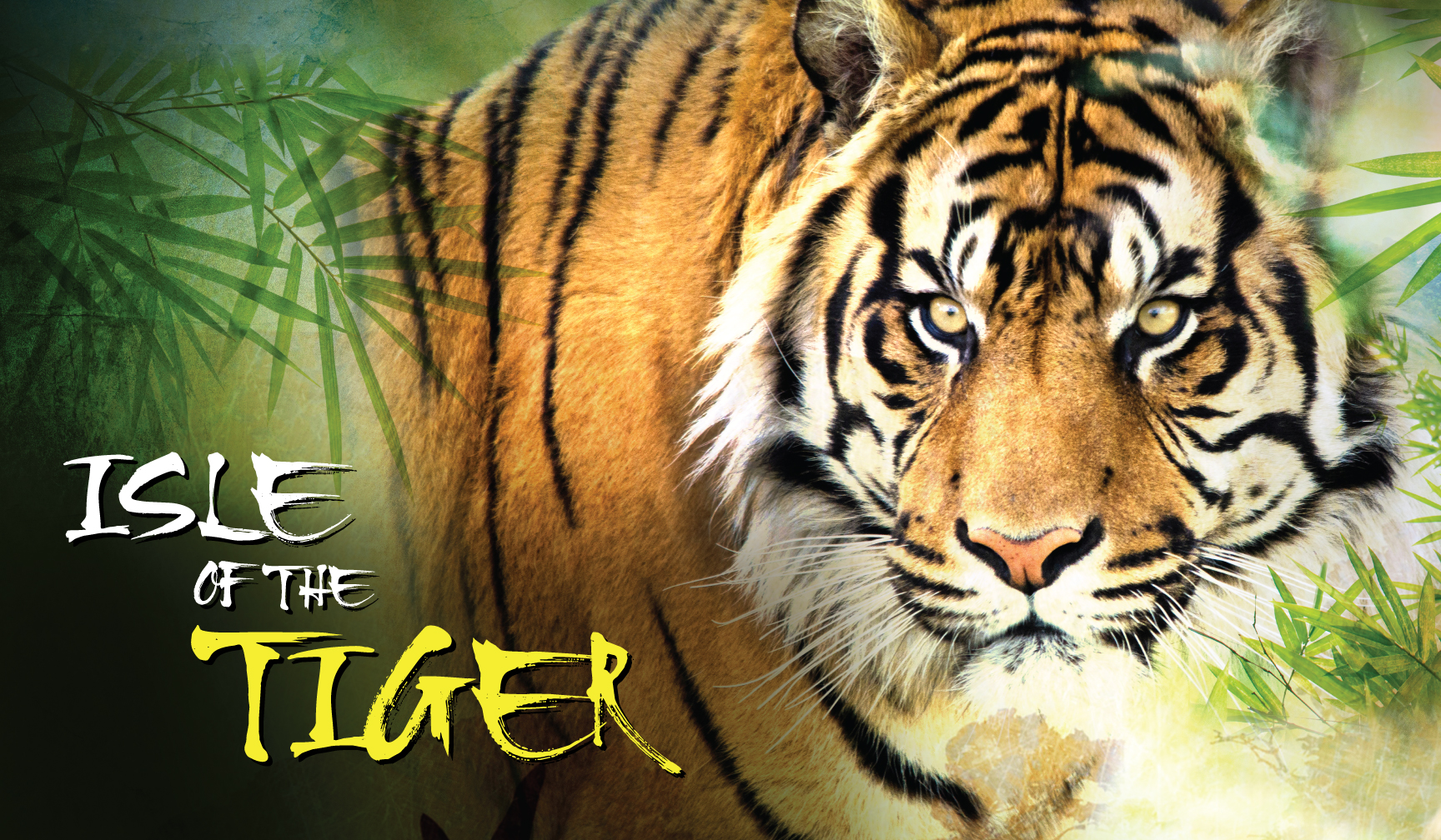 Los tigres de Sumatra del Phoenix Zoo estrenan nuevo hogar y luchan por la conservación de su especie