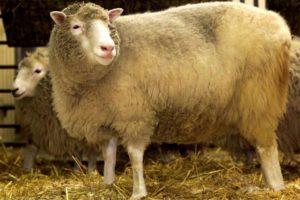 Dolly nació el 5 de julio de 1996 en un laboratorio del Instituto Roslin, en Edimburgo (Escocia), a partir del material genético que se extrajo de una célula adulta y se introdujo en un óvulo. La existencia de la oveja no se divulgó, sin embargo, hasta 1997, cuando los científicos estuvieron seguros de que la oveja estaba sana e iba a sobrevivir.