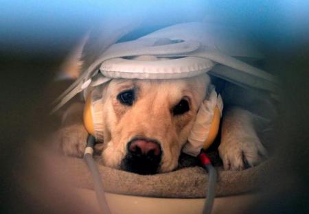 Los perros usan las mismas partes del cerebro que los humanos para procesar el habla: estudio