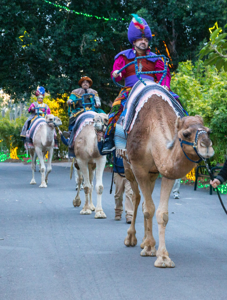 Noche de Reyes Magos en Phoenix Zoo