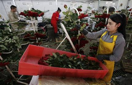 En San Valentín, Colombia blinda sus flores contra el narcotráfico