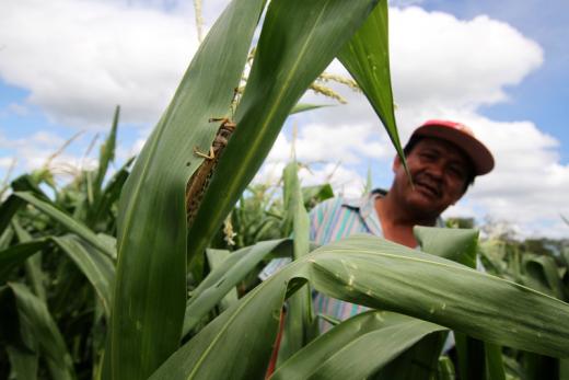 Giro de México hacia productores de maíz sudamericanos preocupa a agricultores de EEUU