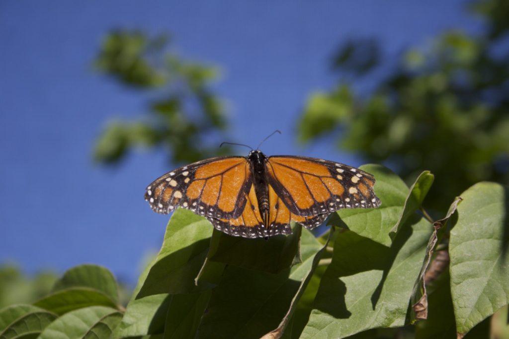 Celebra el Día de la Madre en Desert Botanical Garden