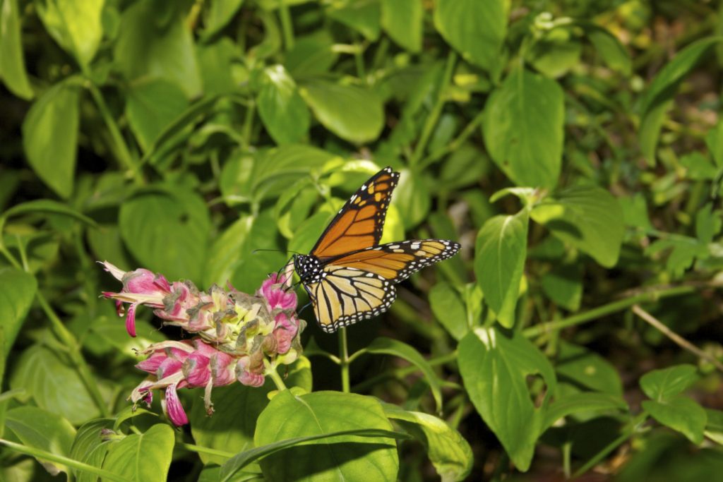 EVENTO LOCAL: No te pierdas la exhibición de Mariposas Monarcas e Insectos que protejan el ecosistema del desierto