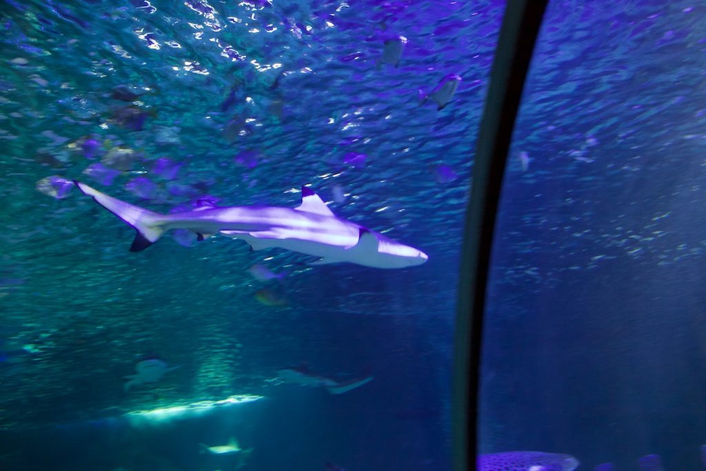 EVENTO LOCAL: Sea Life Arizona trae mucha diversión bajo el agua durante los fines de semana de octubre