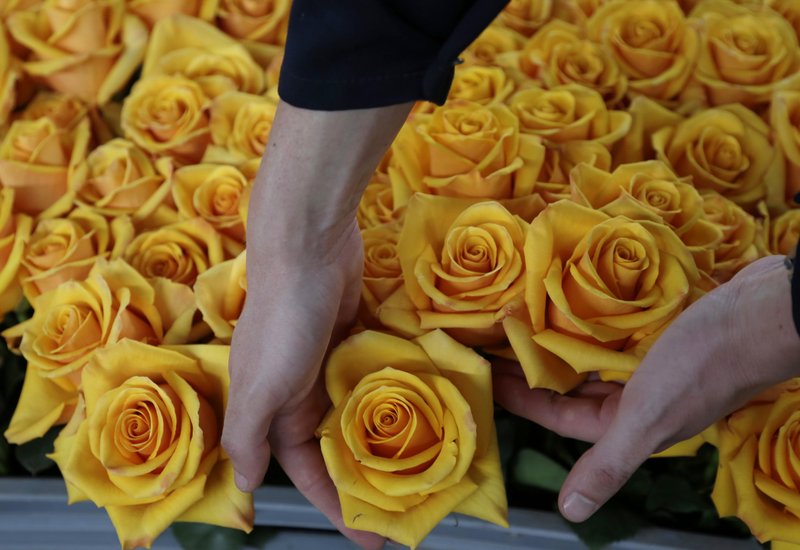 ESPECIAL DE SAN VALENTIN: Ecuador tiñe de diferentes tonos de rosas el día de San Valentín