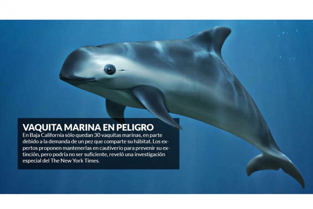 Realizan marcha en México por delfín al borde de extinción