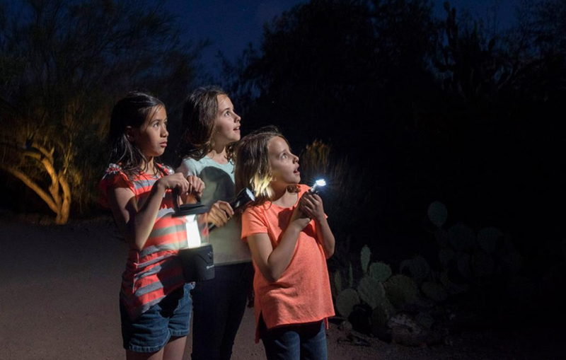 EVENTO LOCAL: Desert Botanical Garden te invita a descubrir el encanto nocturno del desierto