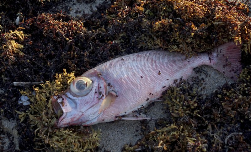 Marea roja en playas de Florida pone a autoridades en alerta