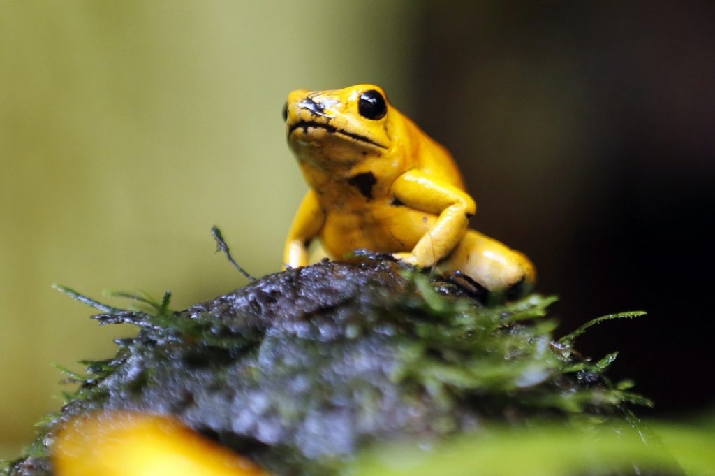 Parque en Colombia combate tráfico de animales con educación