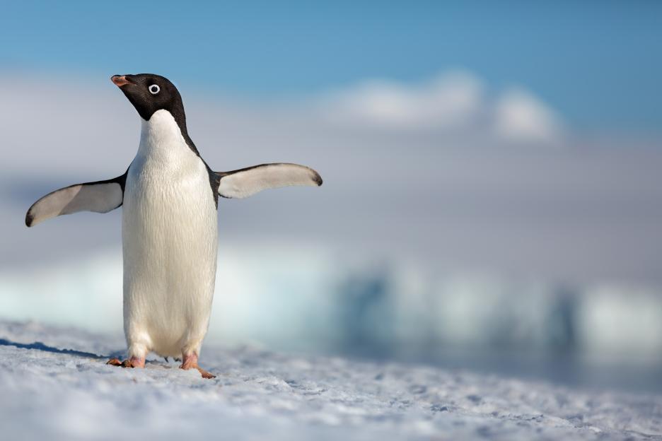 Celebrando 10 años, Disneynature presenta la vida de una de las criaturas más graciosas y valientes del planeta: Los Pingüinos ADELAIDA