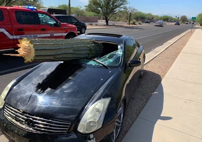 Cactus atraviesa parabrisas de auto; el conducto sale ileso